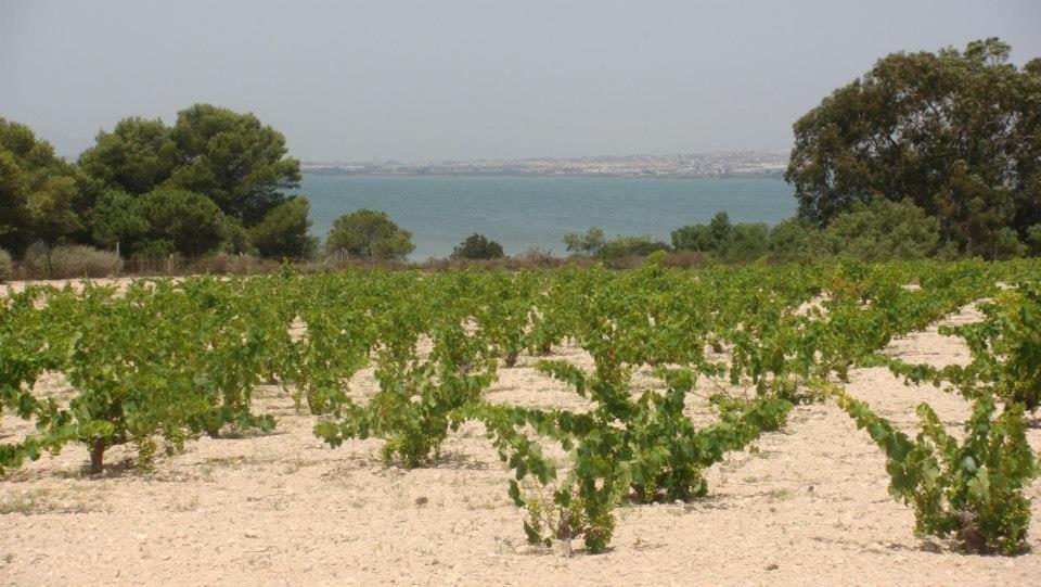 Lovely Apartment Near The Beach In Sunny La Mata Torrevieja Exteriör bild